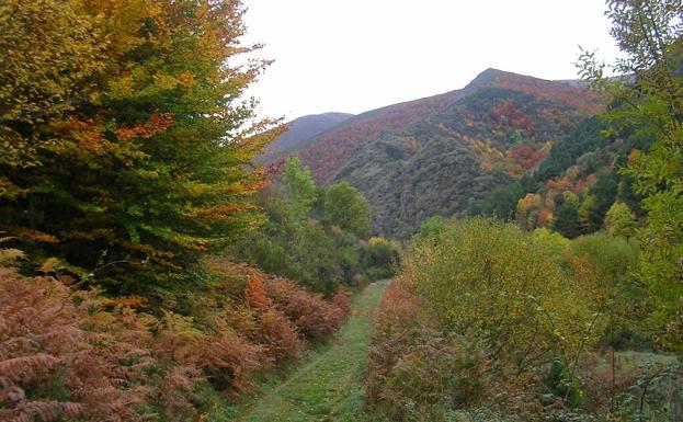 El bosque de los gigantes