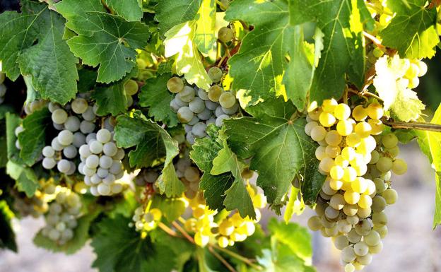 ¿Qué huella ha dejado la variedad verdejo a lo largo de la historia?