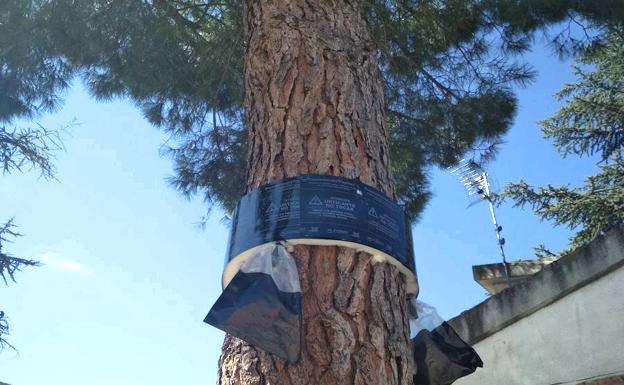 Cuéllar se rearma ante la plaga de procesionaria