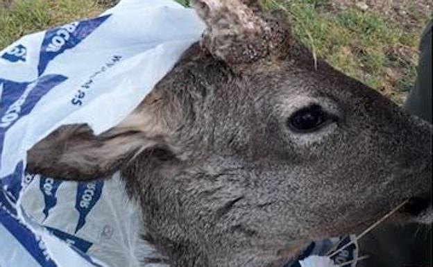 Descubren una cabeza de corzo escondida en el motor de un coche