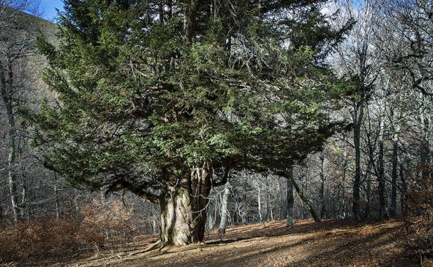 Los árboles más centenarios de Castilla y León