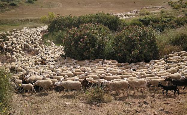 El Día de las Vías Pecuarias reivindicará la importancia cultural de estas infraestructuras