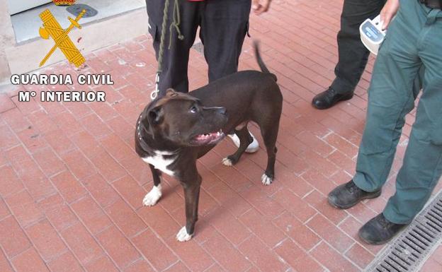 Investigados dos veterinarios por falsificación de documento público en Guardo