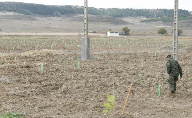 Defensa inicia la reforestación de campos de tiro con la plantación de 40.400 árboles en la base de El Empecinado