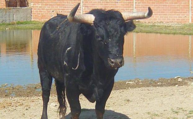 La Seca soltará el 27 de abril a 'Balandro' en su tradicional Toro del Sarmiento