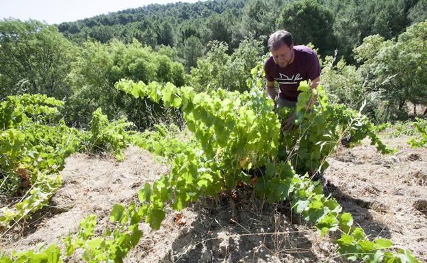 La Comisión Europea reconoce Cebreros como Denomianción de Origen Protegida