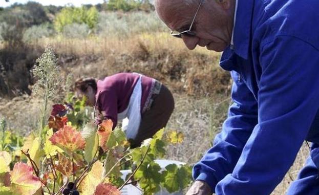 Los vinos de Arribes incluirán las variedades de uva Bruñal y Syrah en su denominación de origen