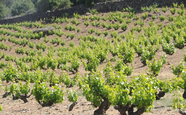 Europa reconoce la Denominación de Origen Protegida de los vinos de Cebreros