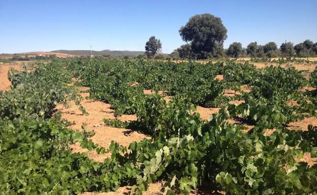 Vinos de la Sierra de la Culebra impulsa esta comarca vitivinícola con el primer Día de la Bodega
