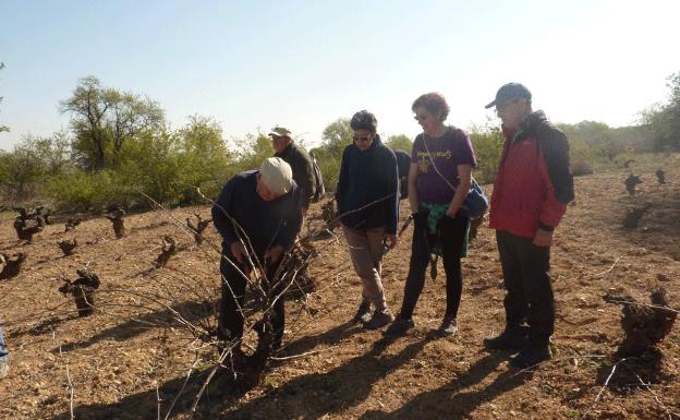 Senderismo, poda y degustación en Mucientes