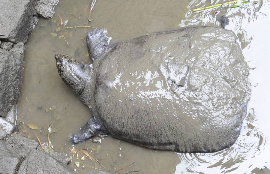 El Yangtsé pierde a su última tortuga de caparazón blando