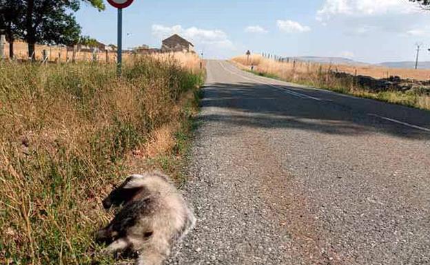 Las otras víctimas del tráfico: 150 animales han muerto en dos años en la SG-500 entre El Espinar y Ávila