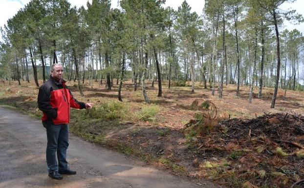 El efecto de un gusano en pinos extremeños hipoteca la obra de una residencia salmantina