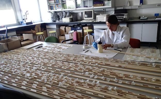 El Instituto de Gestión Forestal Sostenible, Premio de Investigación 2019 de la UVA