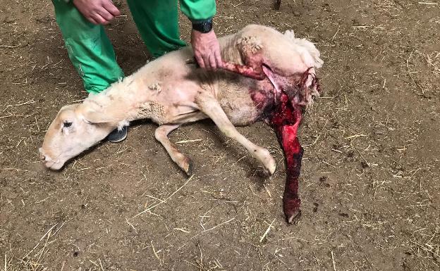 Los lobos acaban con la vida de tres ovejas y un cordero y hieren a otras 14 en Saornil de Voltoya