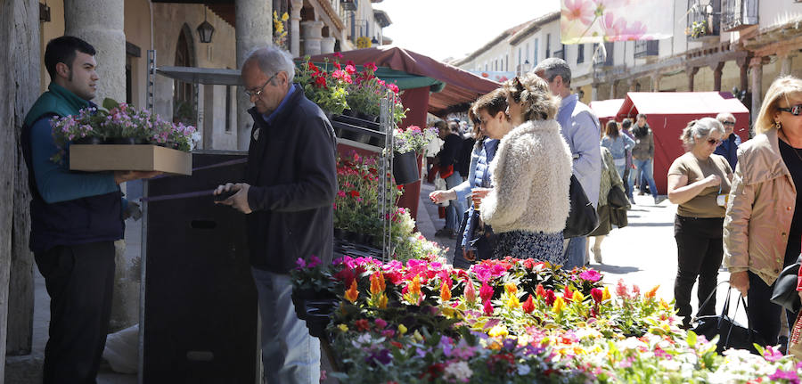 Mercado de las flores en Ampudia