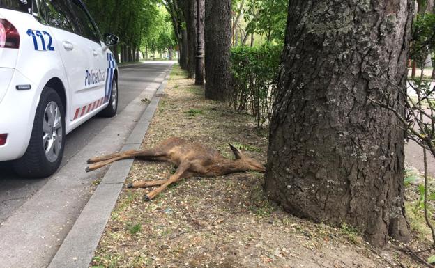 Atropellan a un corzo en pleno Paseo de la Isla