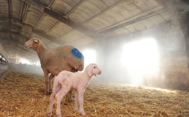 El sacrificio de ovino desciende el 25% en los dos primeros meses del año