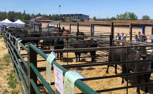 La subasta de ganado de raza avileña en Villacastín cuelga el cartel de 'todo vendido'