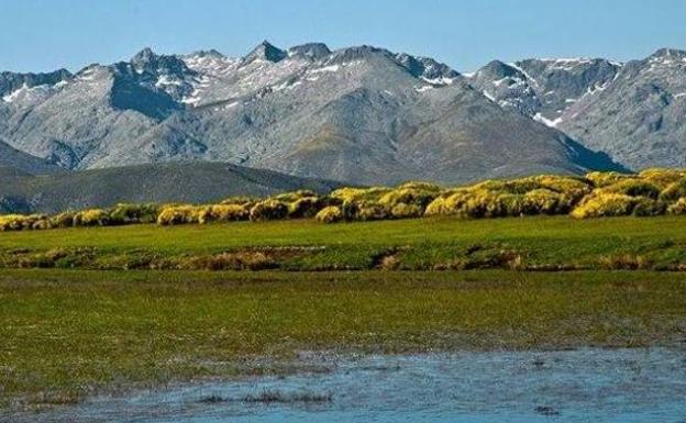 El festival del Piorno en Flor arranca este fin de semana en Navalperal de Tormes