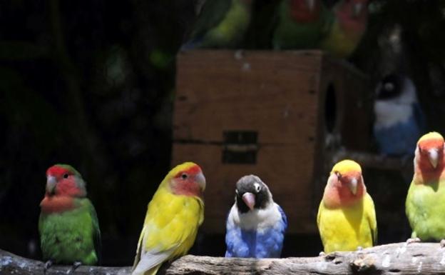 Unos loros enanos contagian de neumonía a los miembros de una familia en Murcia