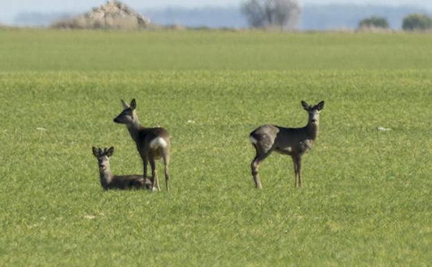 Decenas de corzos se precipitan al Canal de Macías Picavea