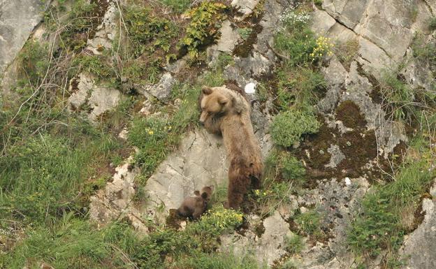 Piden 15 meses de cárcel para cada uno de los dos acusados de disparar a un oso en Palencia