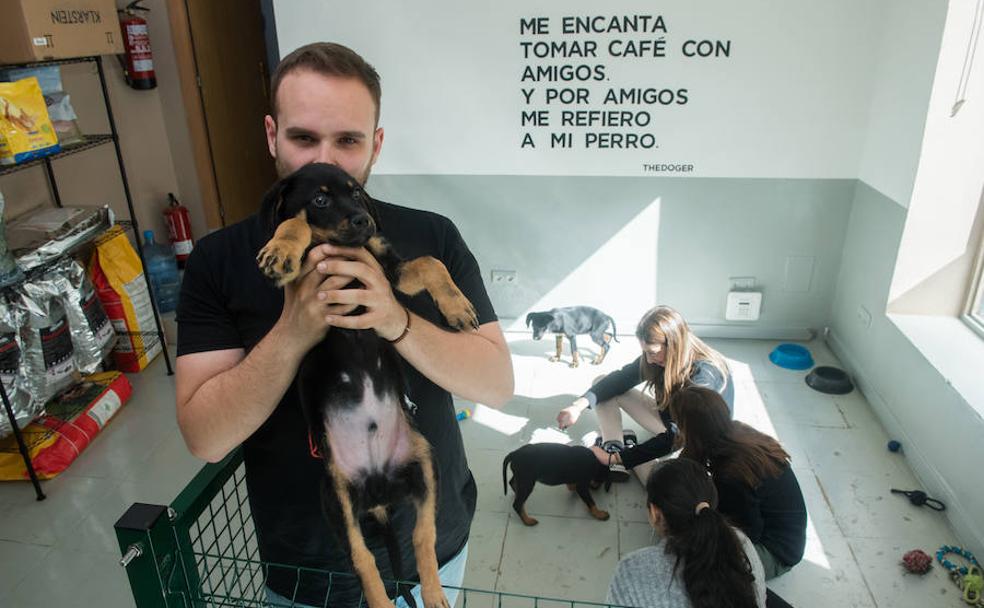 A un café de adoptar un perro