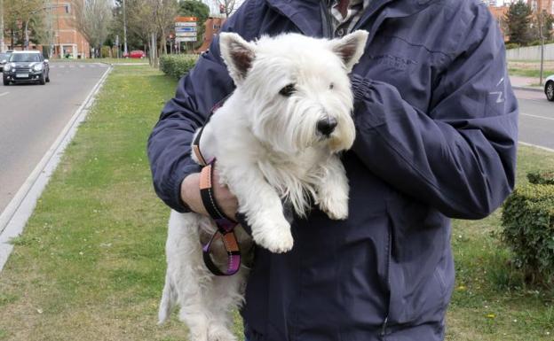 El perro 'Cachas' de Valladolid tendrá una custodia compartida semestral con cada dueño a 700 kilómetros