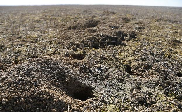 Asaja alerta de un «aumento brutal» de topillos en Tierra de Campos