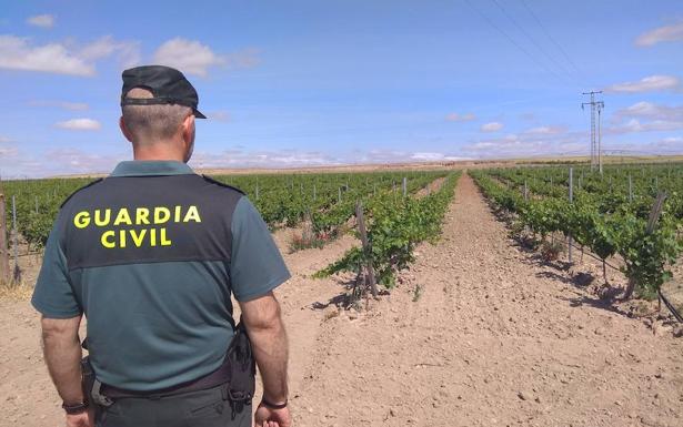 Dos detenidos en Valladolid por el robo de 1.192 espalderas en viñedos de Villaverde, Rodilana y Serrada