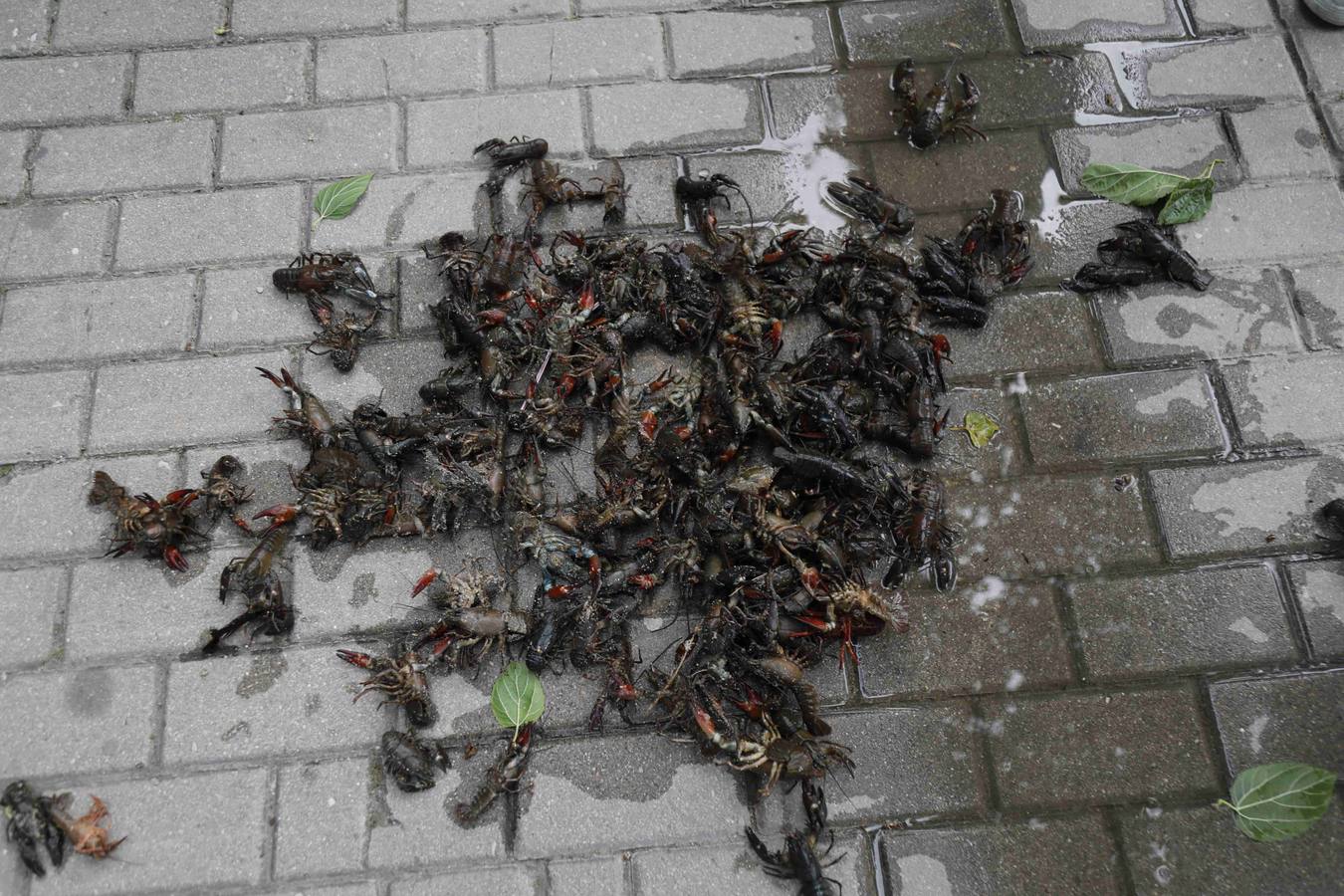 Cangrejos muertos en el río Duratón a su paso por Peñafiel