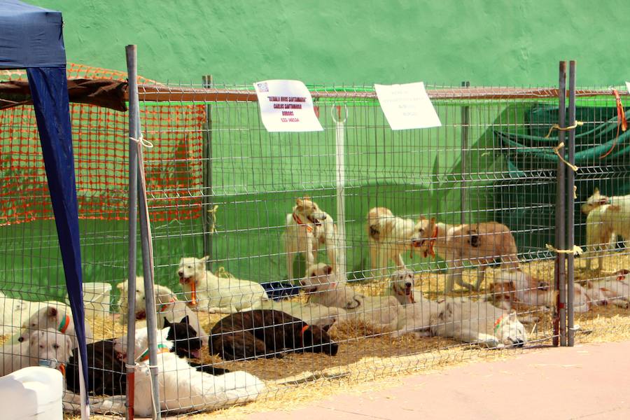 Feria de Caza y Pesca en Villaviudas