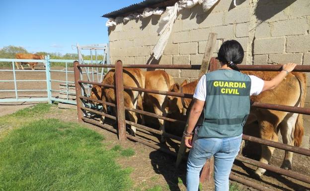 Detenido por vender cuatro terneras robadas en Aguilar