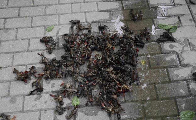 Aparecen cientos de cangrejos muertos en el Duratón