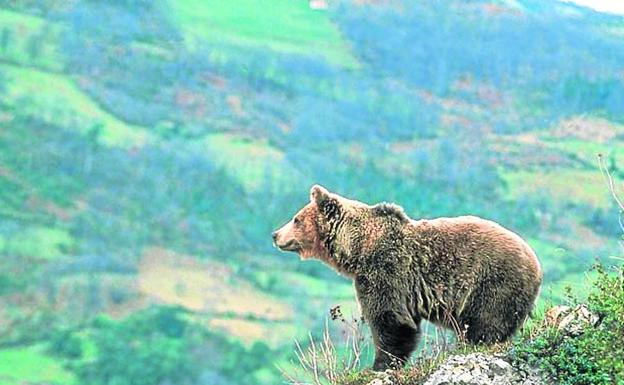 Somiedo, tras las huellas del oso pardo