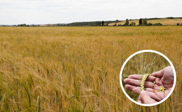Las escasas precipitaciones y el calor condenan la campaña de cereal en Palencia