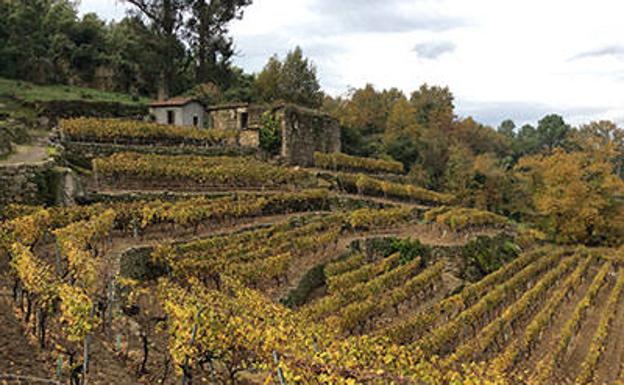 Pago de Carraovejas se hará con dos bodegas en la DO gallega de Ribeiro