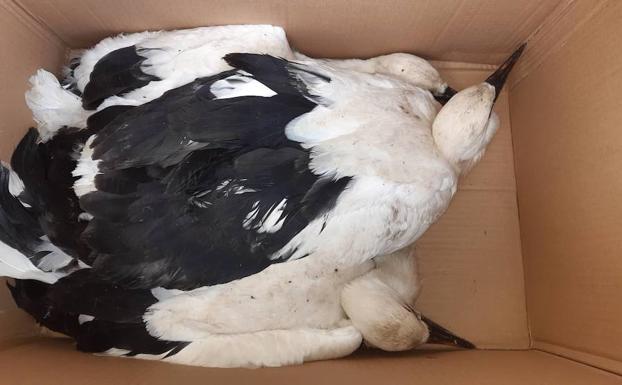 Rescatan tres pollos de cigüeña después de que venciera un árbol por el peso de su nido