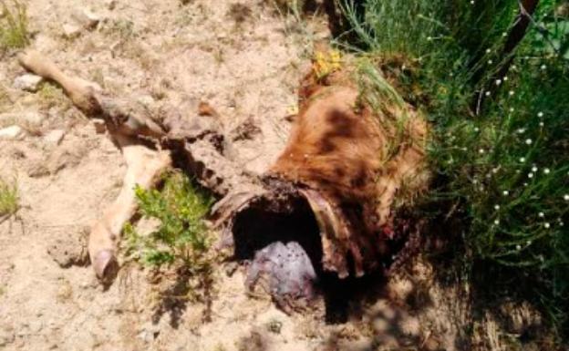 Cinco ataques de lobo en una semana en Ávila, tres de ellos en Las Navas del Marqués