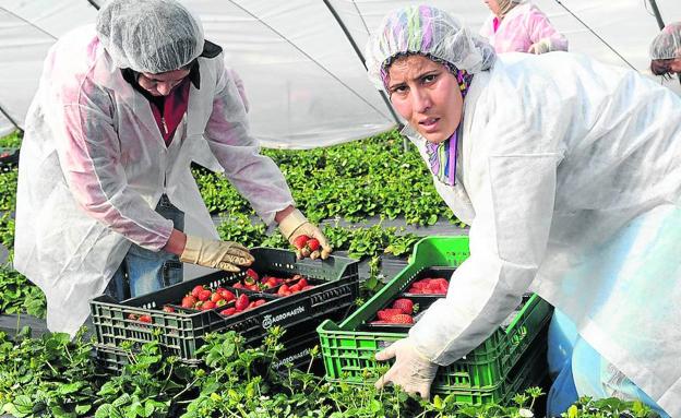 Segovia ofrece contratos en origen a 268 temporeras marroquíes de la fresa