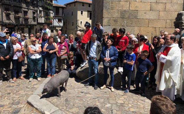 El marrano de San Antón vaga libre por las calles de la localidad serrana de La Alberca