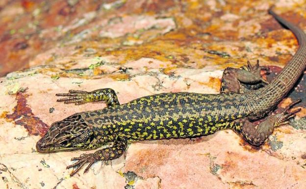 Un tesoro biológico que se extingue