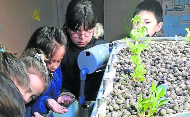 Equilibrio entre peces y plantas