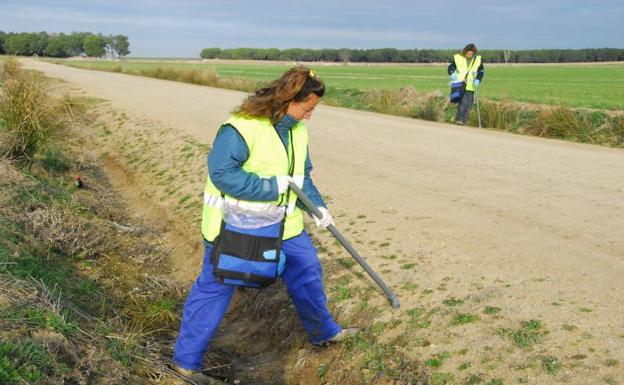 COAG alerta de un aumento «preocupante» de las poblaciones de topillos en Tierra de Campos