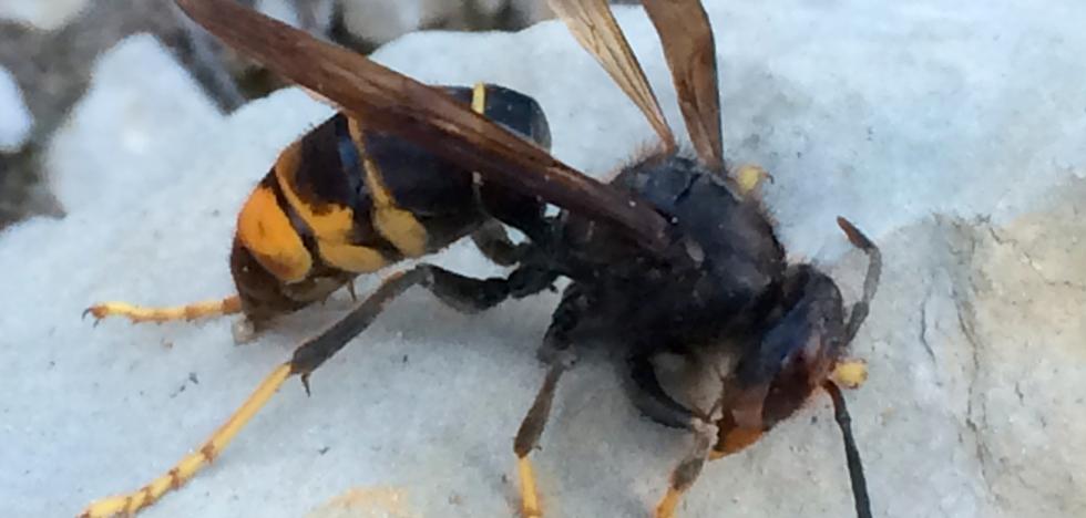 La presencia de la avispa asiática se intensifica en la comarca Bierzo y el trampeo de primavera permite 18 capturas