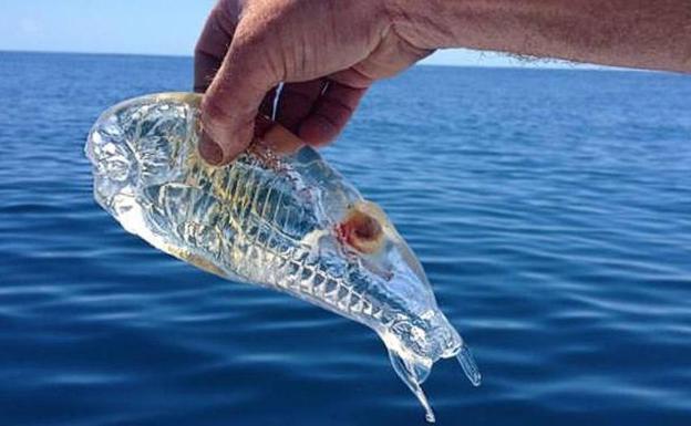 Las 'medusas' buenas