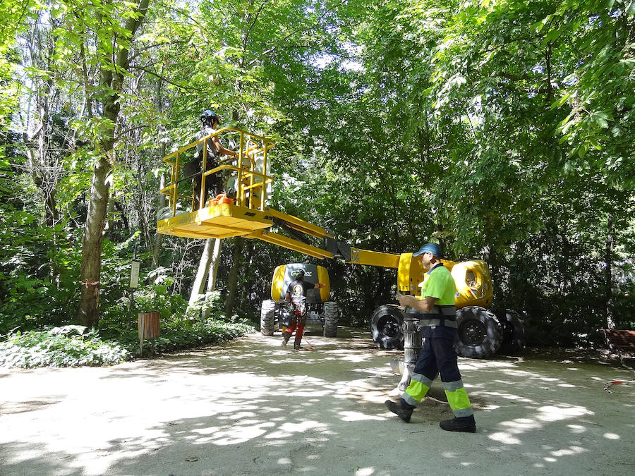 El Campo Grande de Valladolid pasa por el quirófano para eliminar el riesgo de caída de árboles