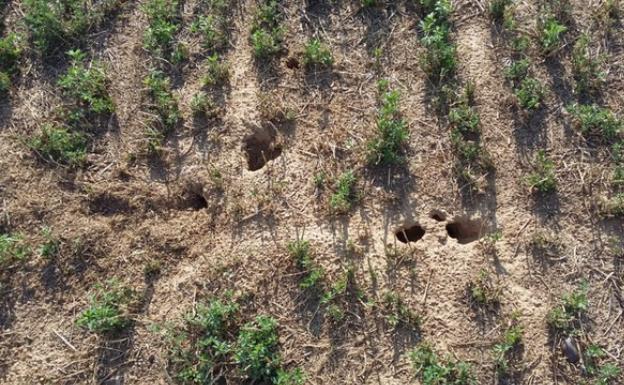 La limpieza de cunetas se intensifica en Palencia para frenar la plaga de topillos