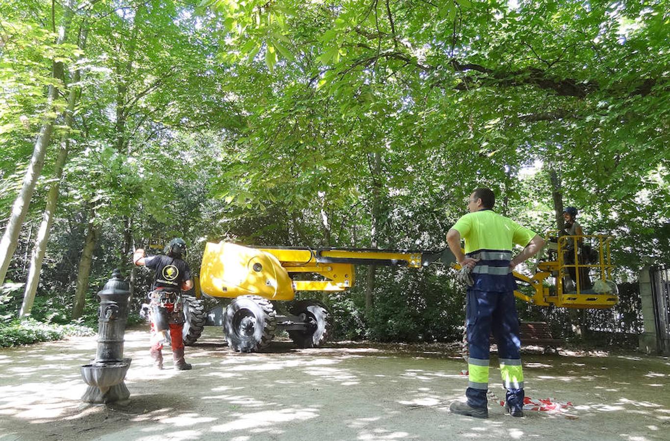 Trabajos de acondicionamiento del arbolado del Campo Grande de Valladolid